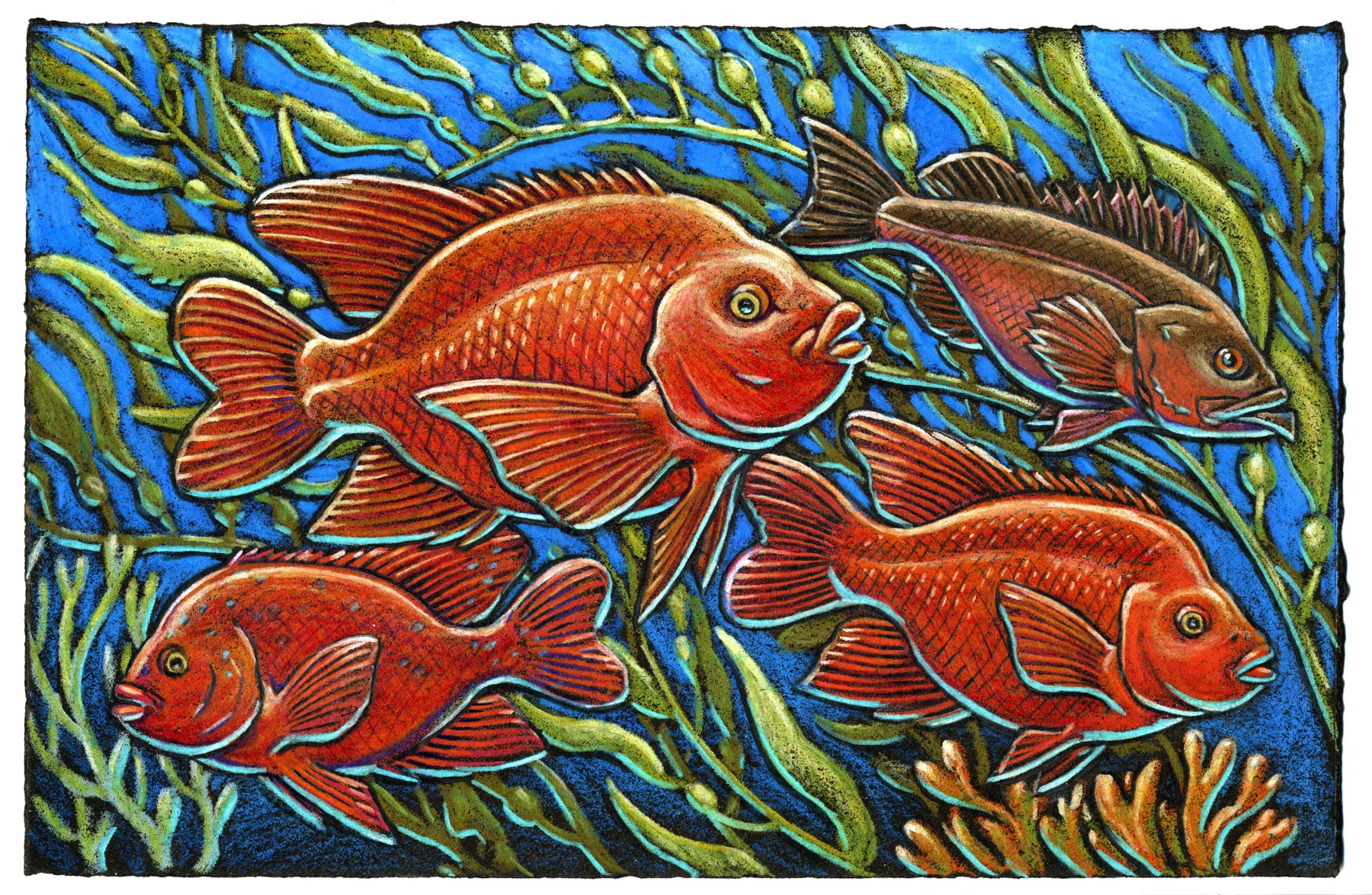 Though named for a guy who wore red The Garibaldi is quite orange instead Even their manners are contrary The males’ temper’s a bit scary They don’t seem to be very well bred!
