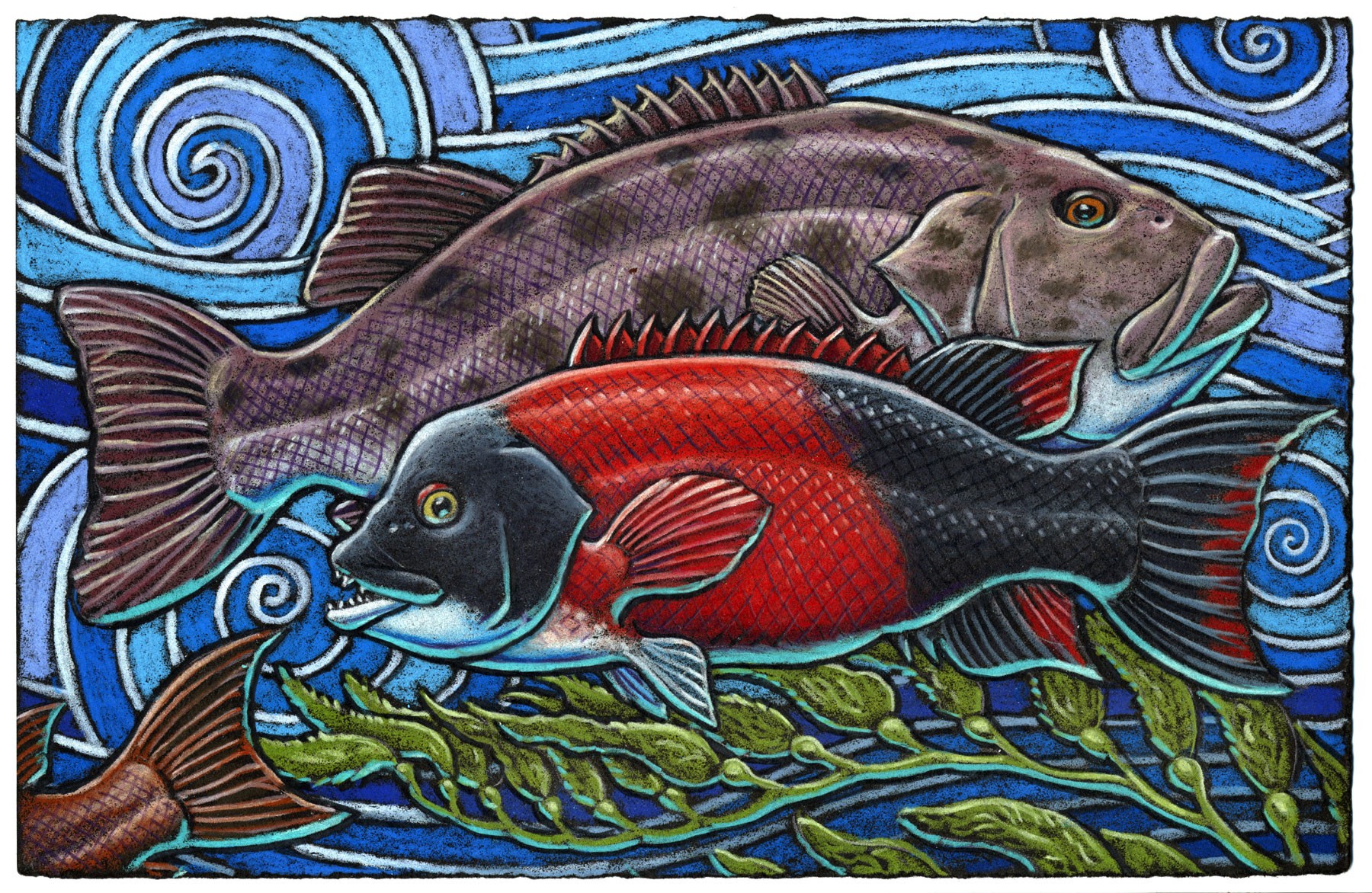 Sometimes I dream and pretend That a Sea Bass is a Sheephead’s friend And they’d never need help When they meet in the kelp Because they are such good pals in the end. 