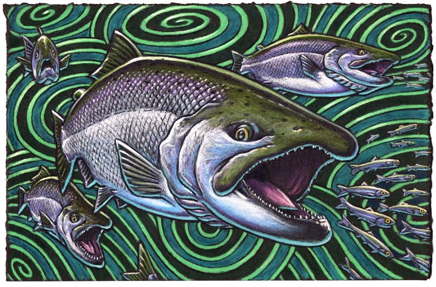 Now here’s a most puzzling thing In Canada this salmon’s called “Spring” While some say Chinook But I say just look This salmon is clearly a King!