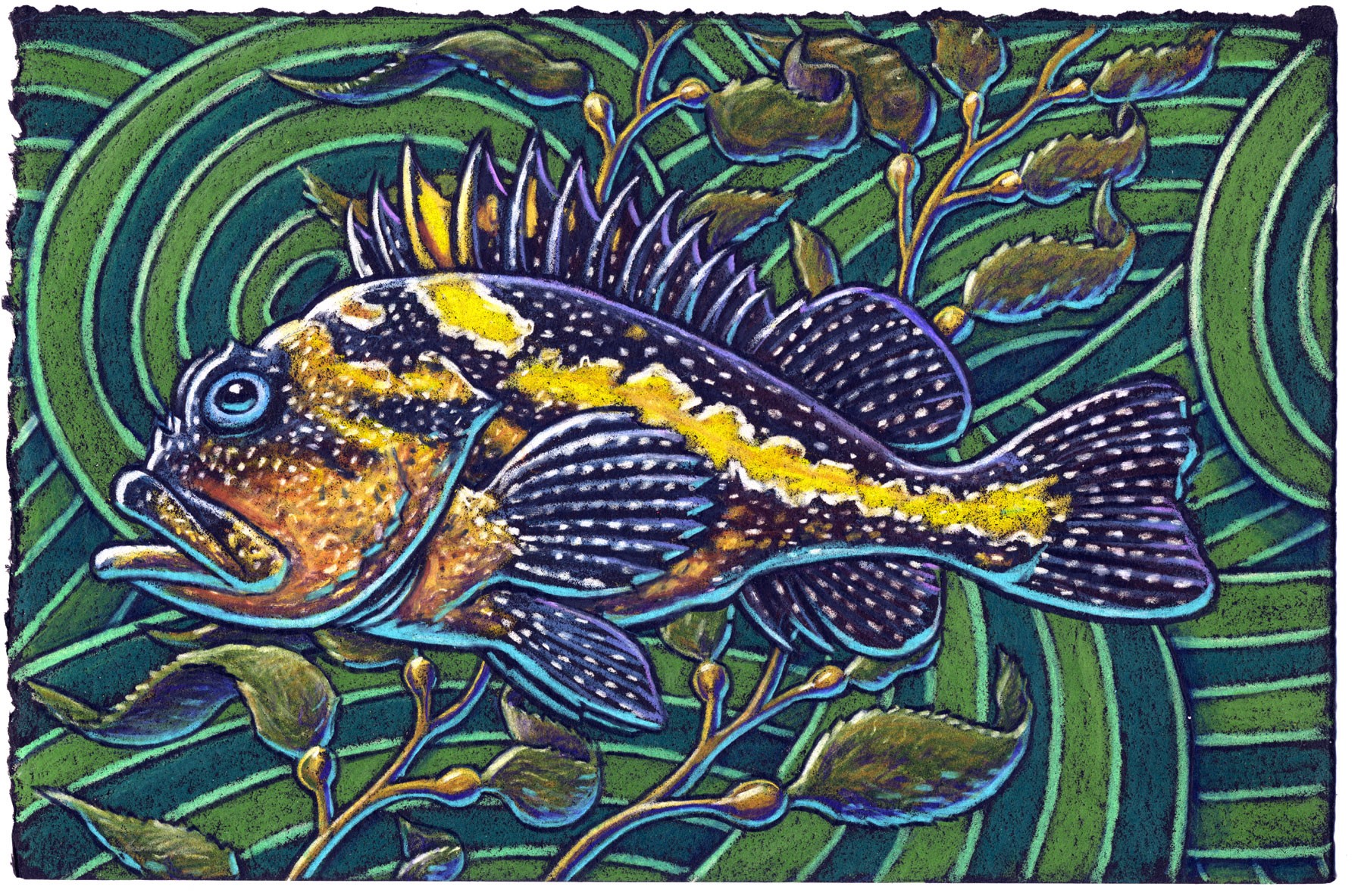 For the little rockfish called China Nothing could be more divina’ With bright little spots Speckles and dots Could you ever see anything fina’ ?