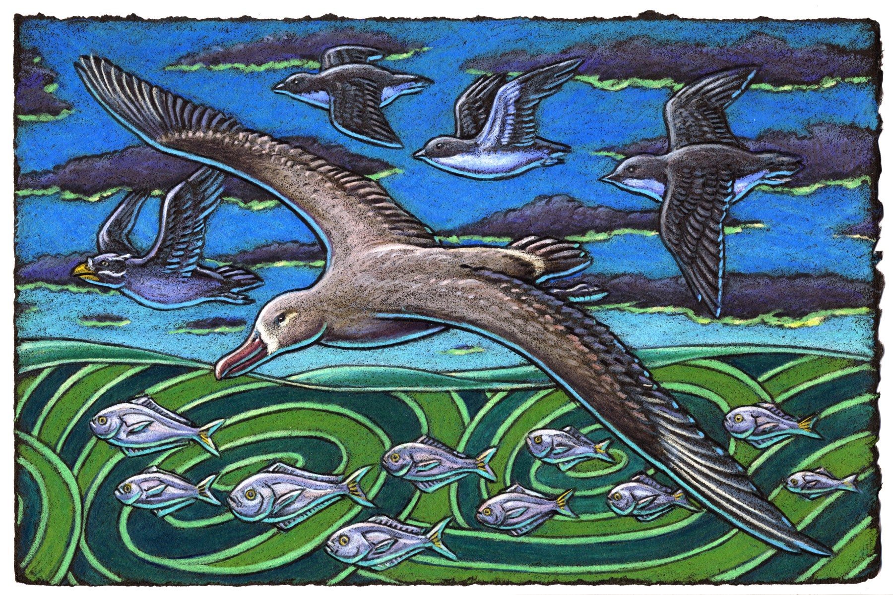 The Black-footed Albatross flies with the greatest of ease When riding upon a smooth ocean breeze And while Murrelets fly fast And the Auklets do dash When out exploring the green rolling seas.
