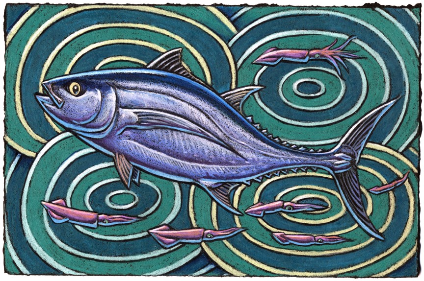 An albacore once had a notion, To migrate across the broad ocean, “I’m under the sway Of bright lights in LA,” It said with lots of emotion.
