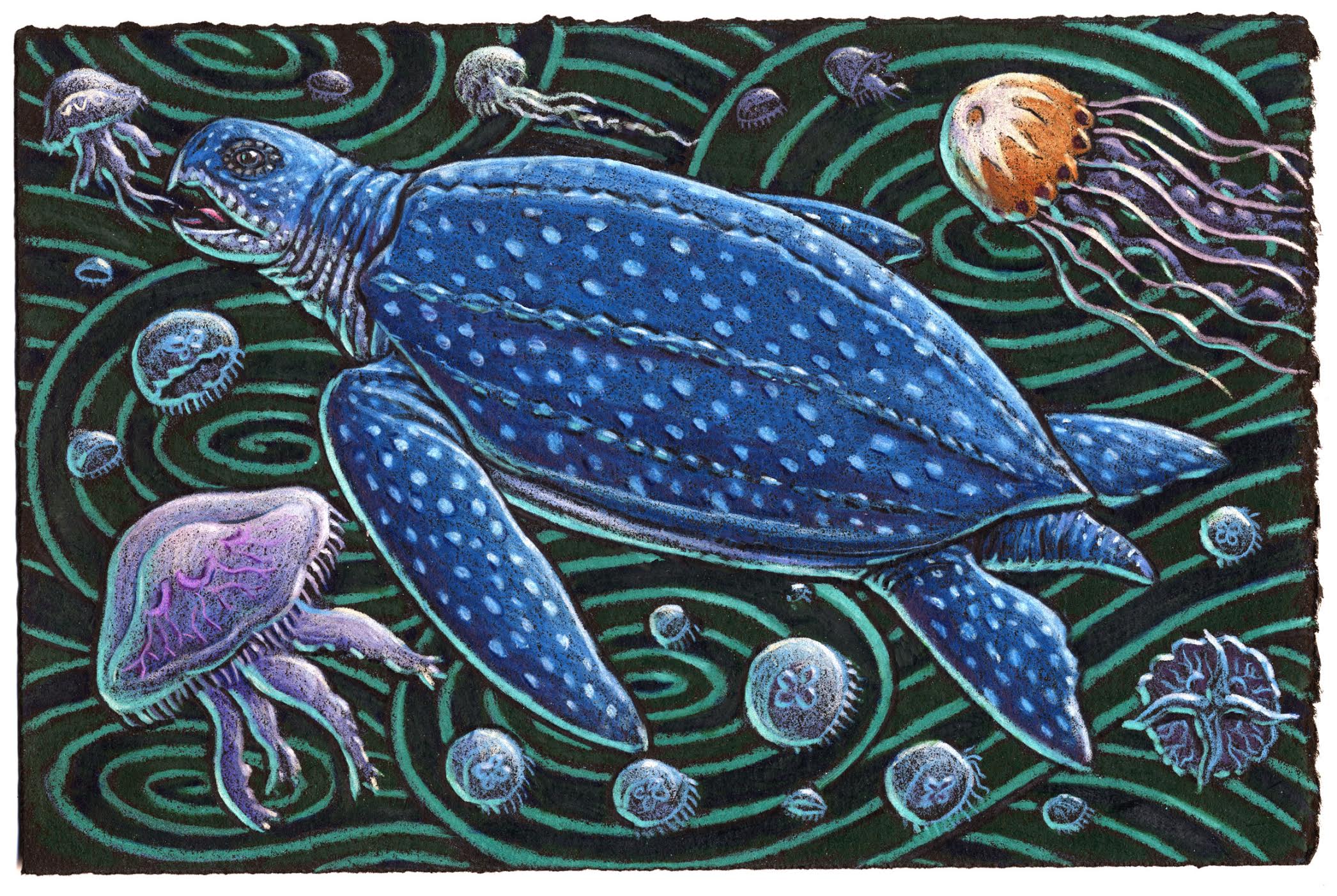 Leatherback turtles wearing backpacks Provide data for scientists to track They don’t seem to mind They relax and unwind Gobbling jellies like wiggly little snacks.