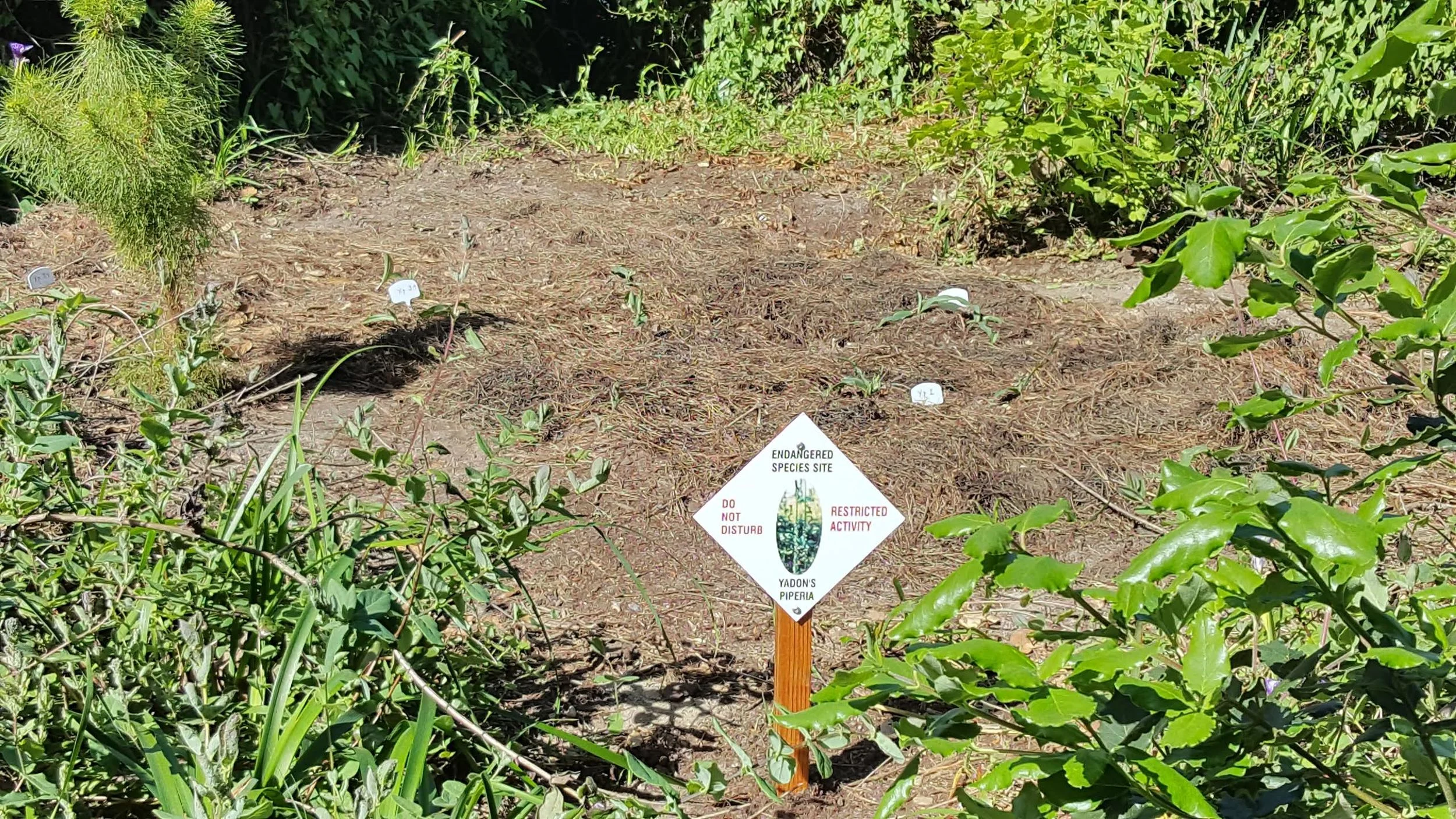 Orchids in Del Monte Forest — Pacific Grove Museum of Natural History
