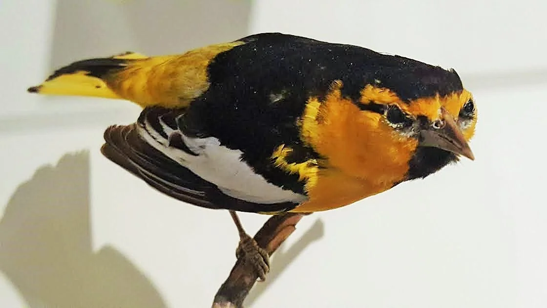 Bird-4 (2).jpg