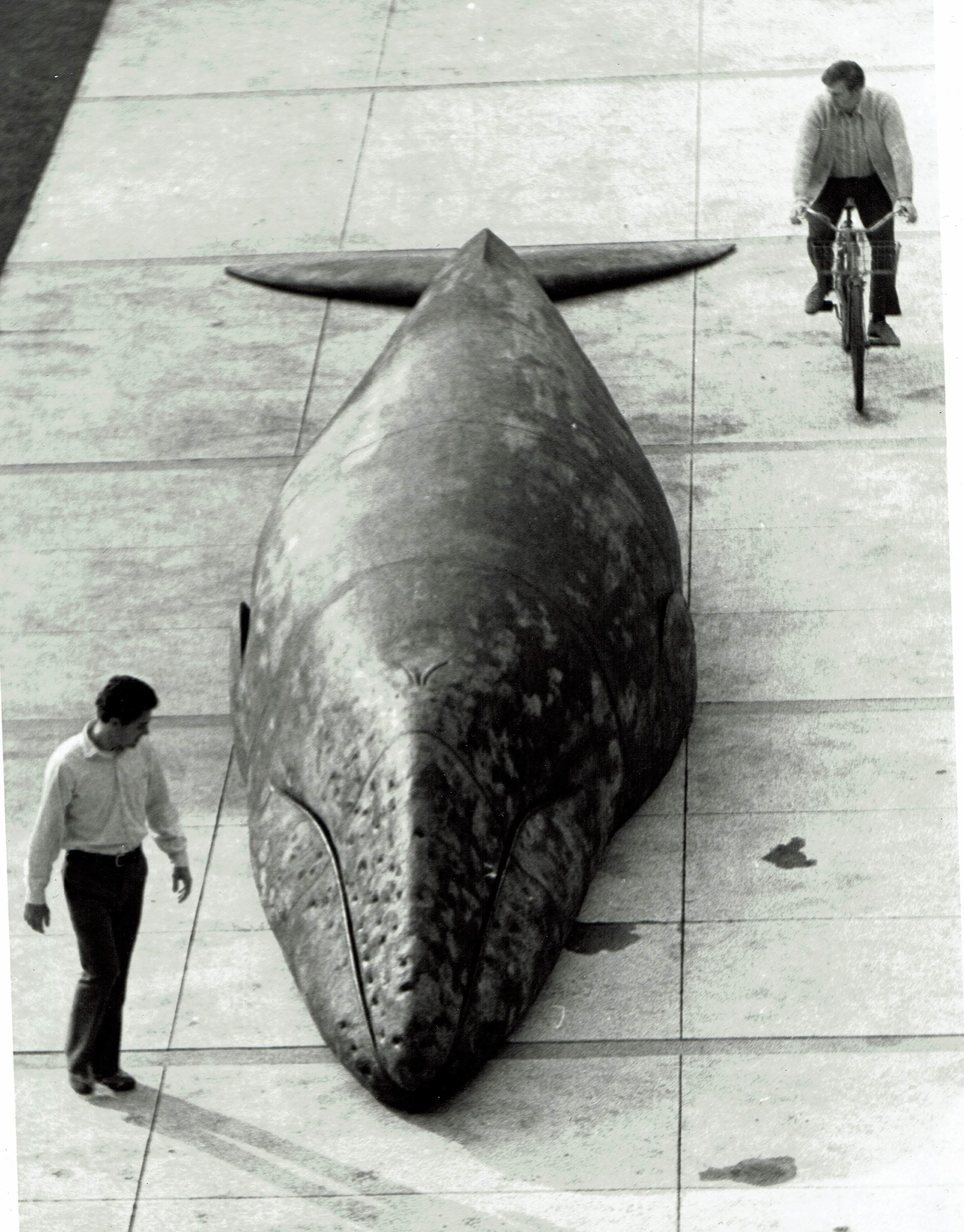 Photo courtesy Larry FosterSandy’s Debut at Baxter Art Gallery Caltech Pasadena in 1974 on the CalTech Pasadena campus. Sandy offered perspective for terrestrial humans to take in the immense size and poise of the gray whale.