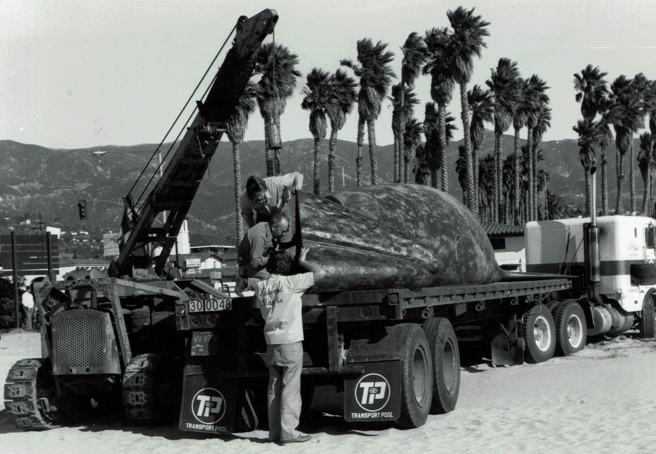Photo courtesy Larry FosterSandy is unloaded at the University of California - Santa Barbara campus.