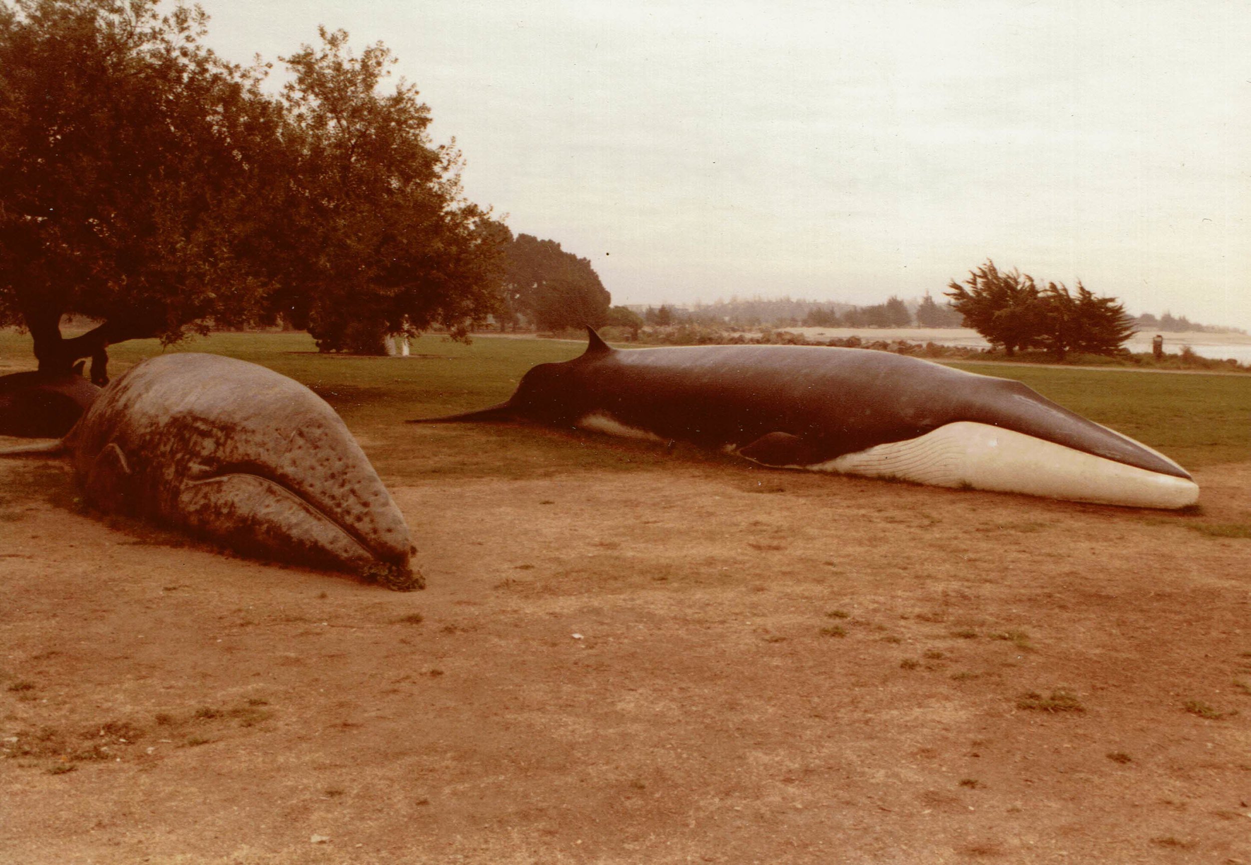 Photo courtesy Larry FosterSandy and Pheena at Crab Cove in Alameda, CA. Both whales were designed by Larry Foster. Pheena is a fiberglass fin whale exhibited at Lawrence Hall of Science in Berkeley.