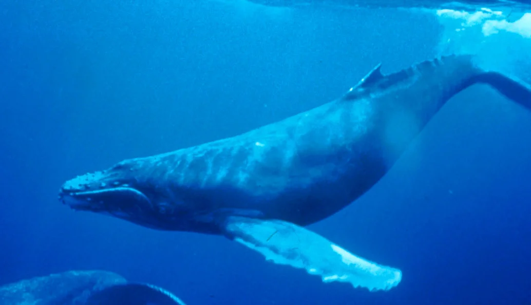 blue-whale-pictures-free-image-high-quality-image-hd-image-1825910.jpg