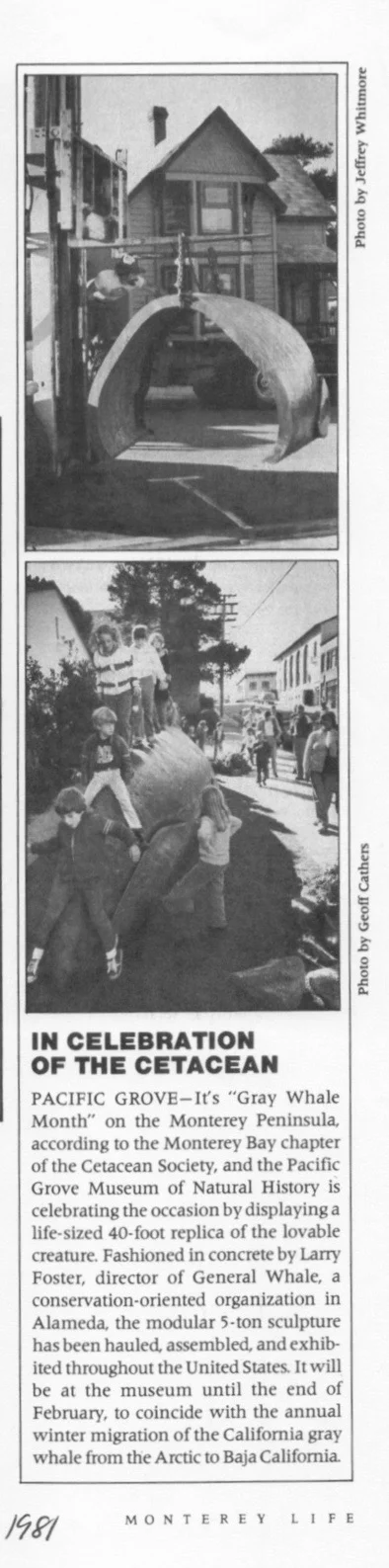 01-00-81 In Celebration of the Cetacean MOnterey Life p 24 2 copy.jpg
