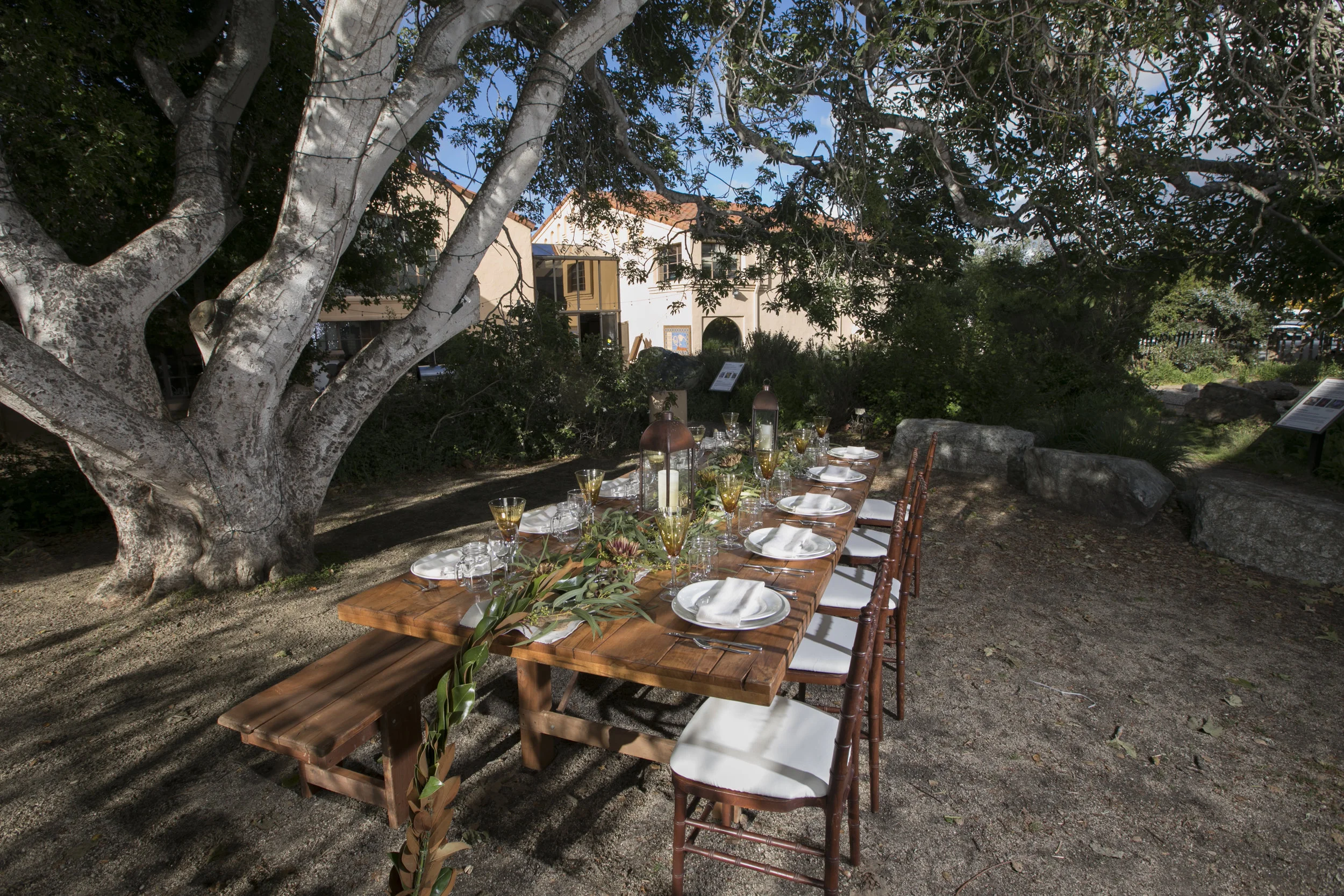 Farm table setup under the iconic the native Buckeye tree.
