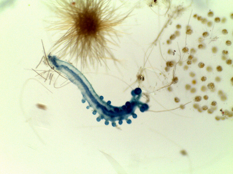 plankton.jpg