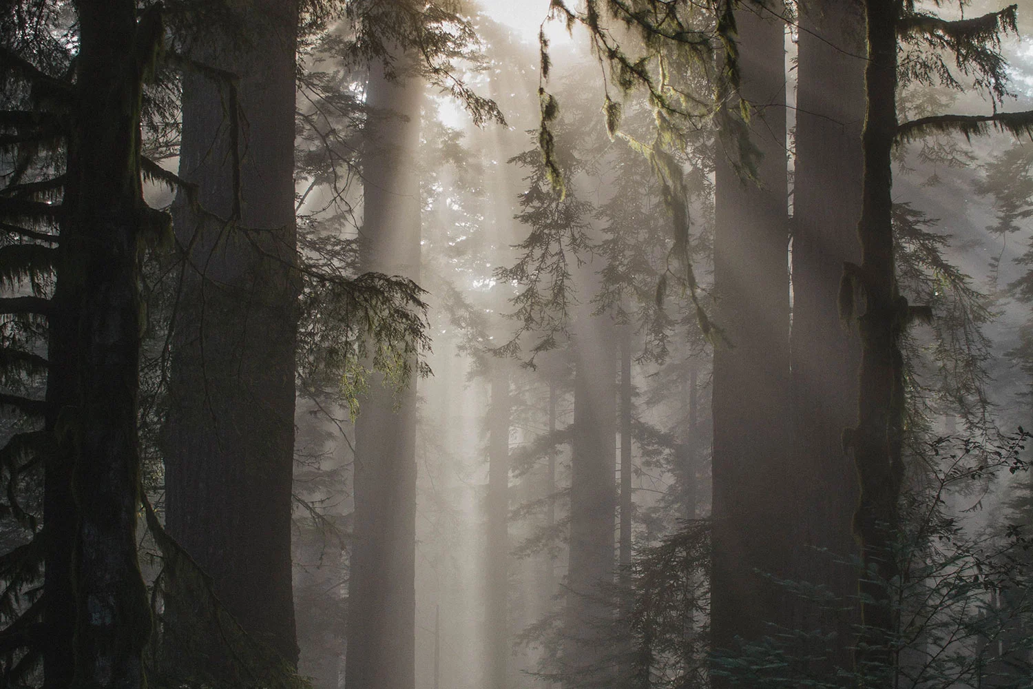 redwoods.jpg