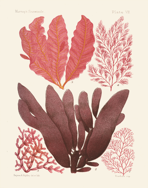 kelp-illustrations-from-museum-collection.jpeg