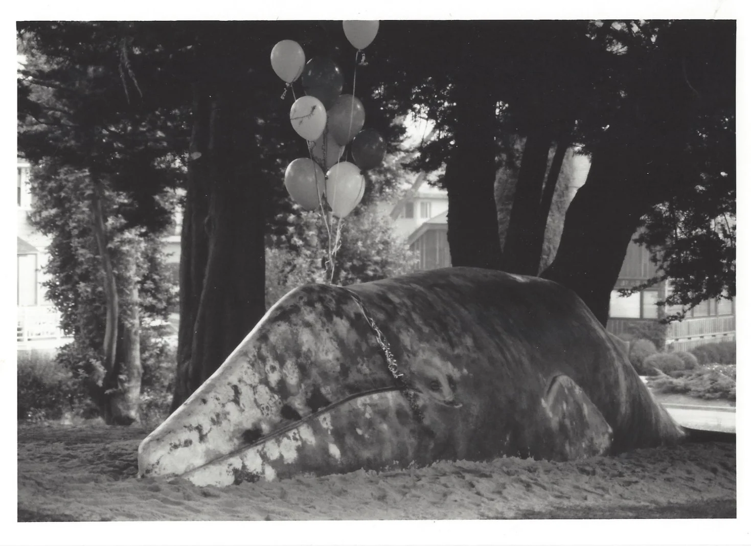 4-+SC+Whale+BDay-SCMNH.jpg