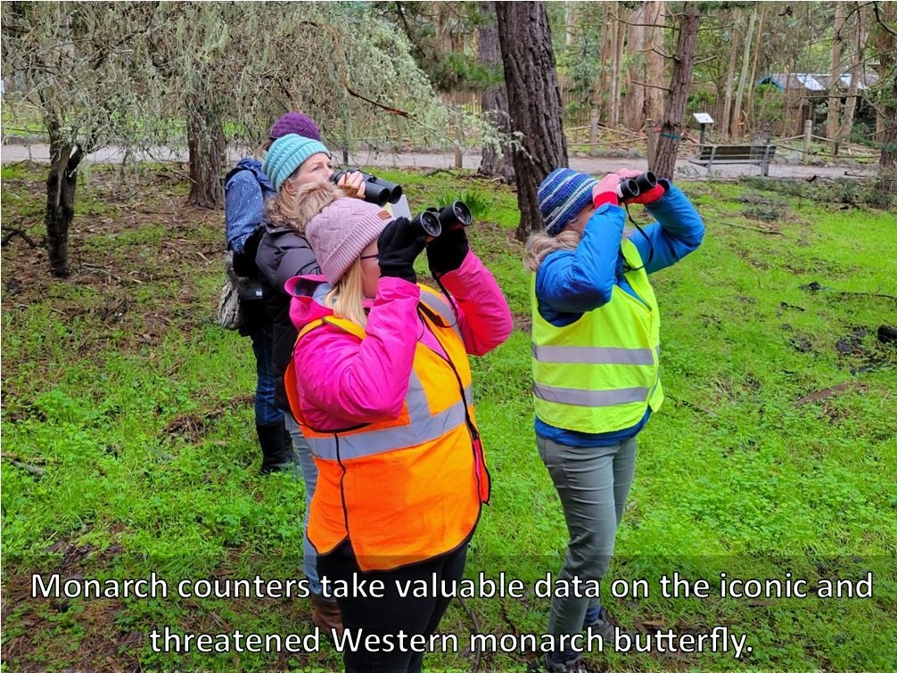 Monarch Count 2 800 x 600 labeled.jpg