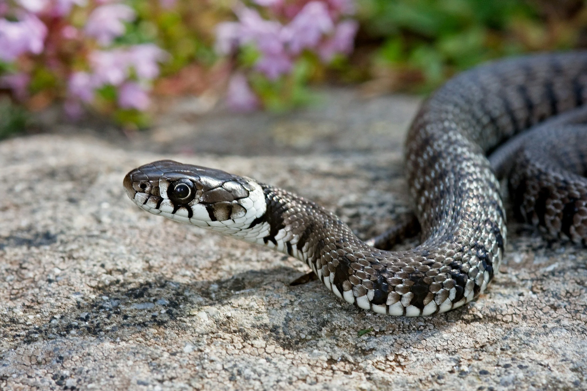 California Snakes and Where to Find Them: Talk &amp; Book Signing with Dr. Emily Taylor