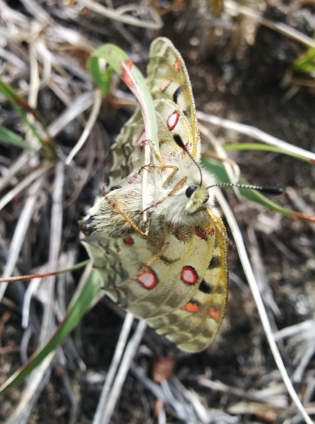 Female P. smintheus