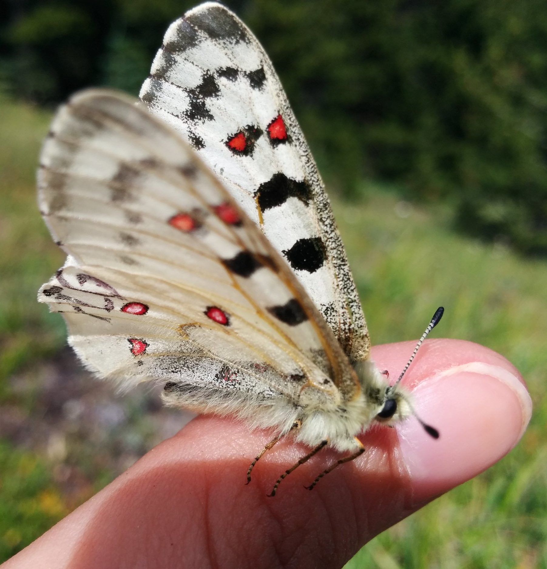 Male P. smintheus