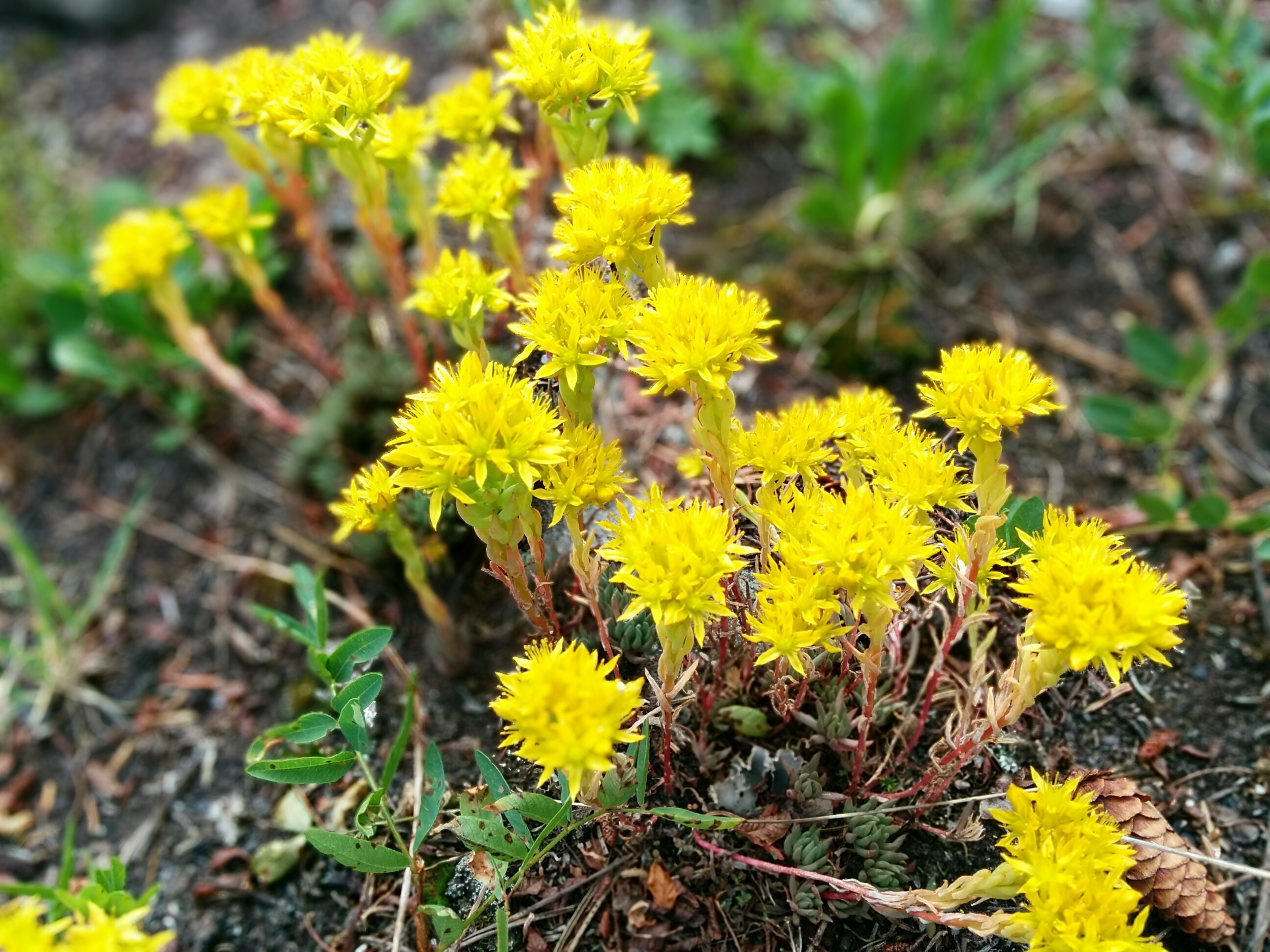 Sedum lanceolata - Host plant