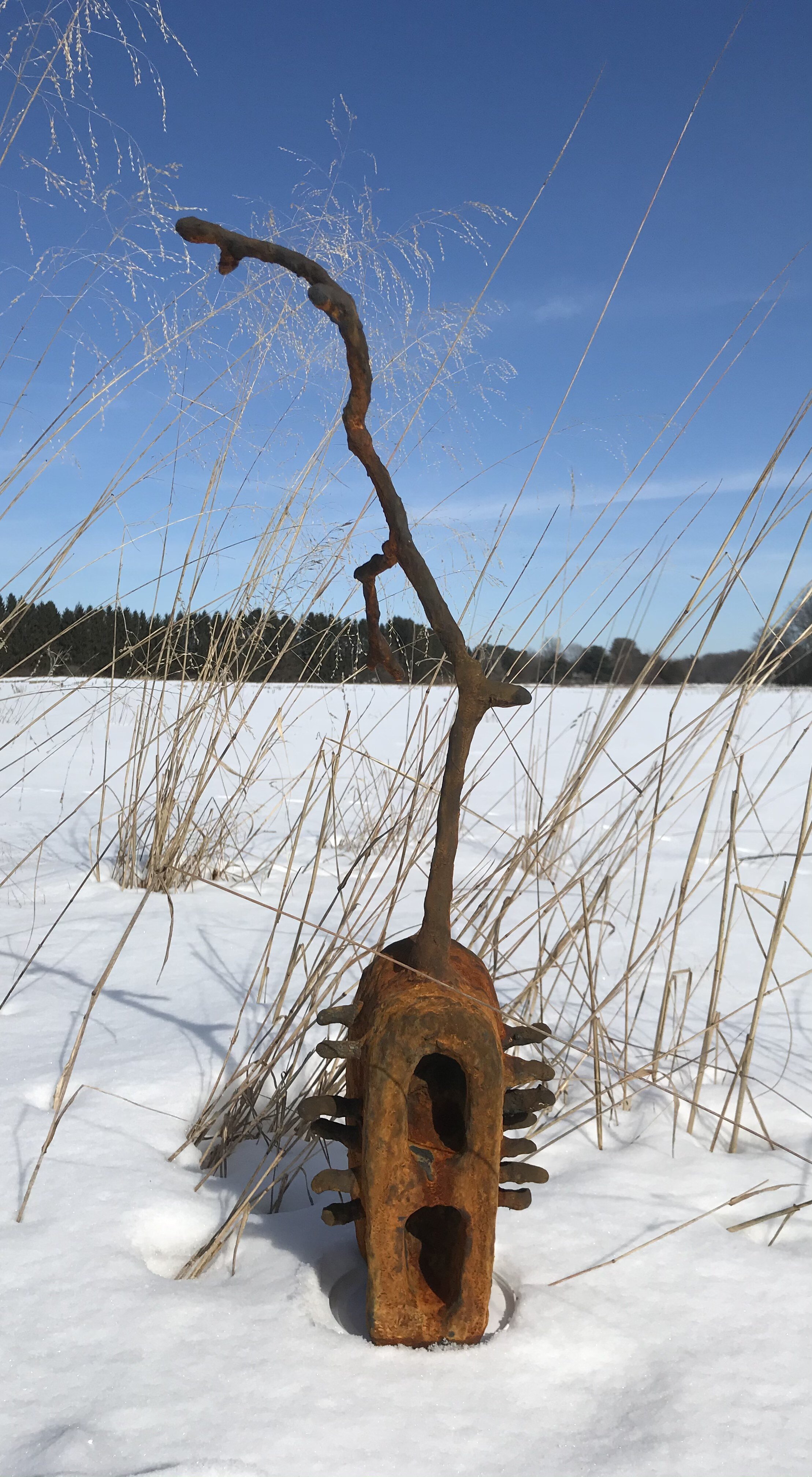 Root_in snow.jpeg