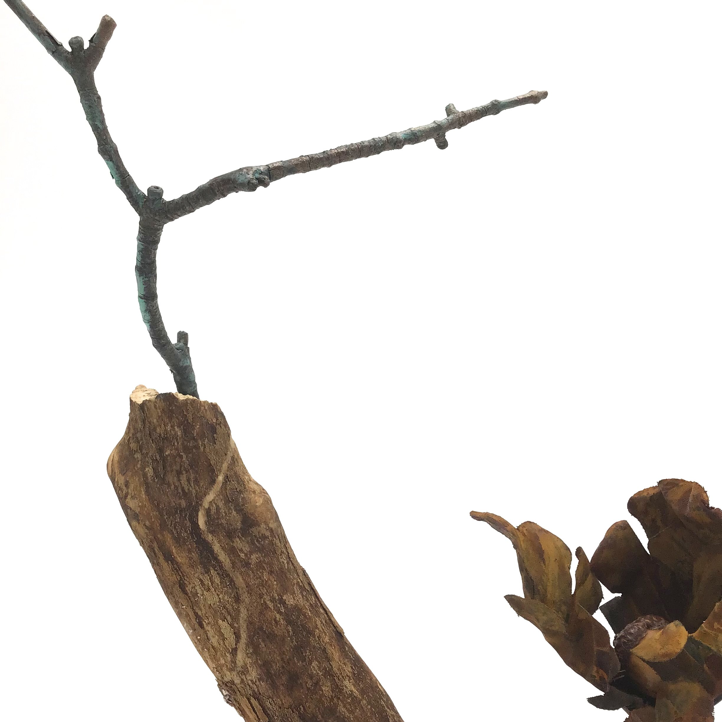 Detail, Evolution