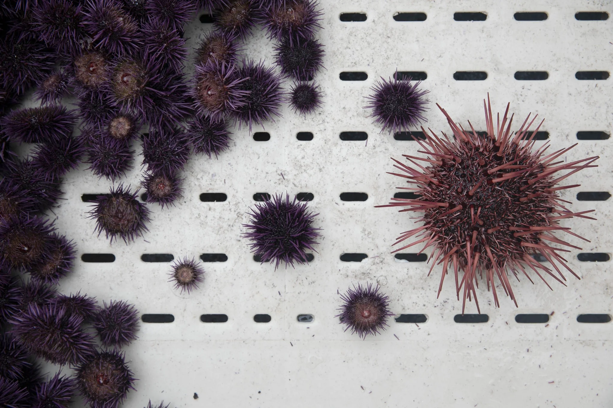 urchins.jpg