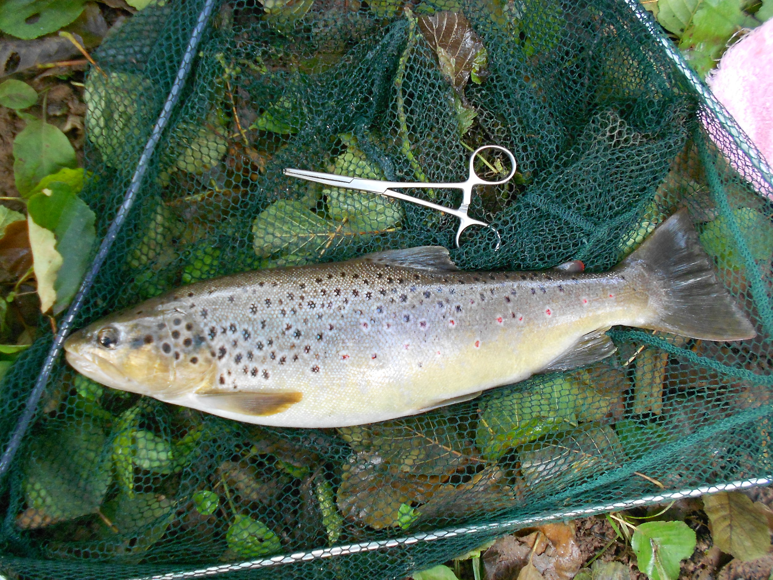 1lb 12oz brown trout.JPG