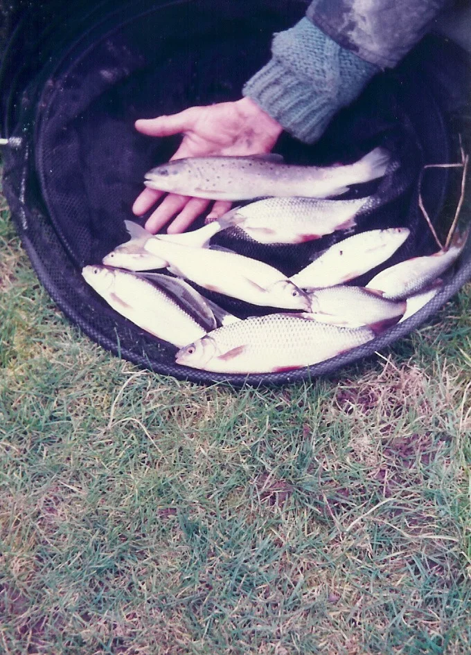 Leadon roachdacechub trout.jpg