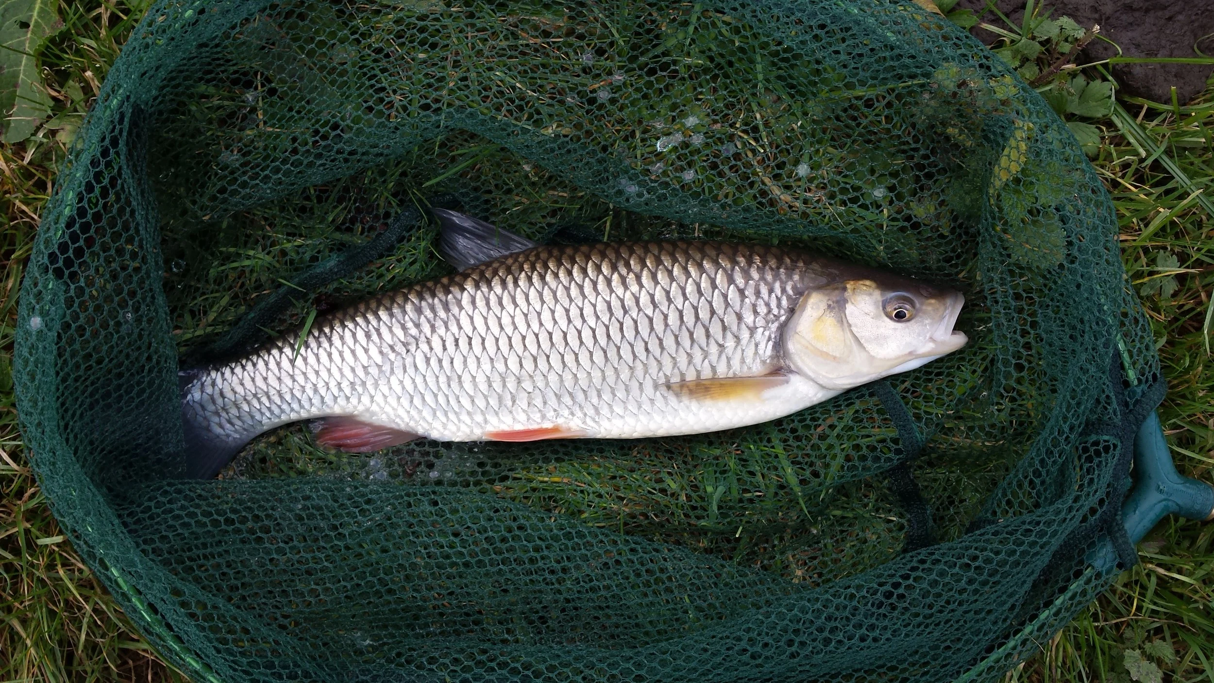 Leadon chub surface at Lassington
