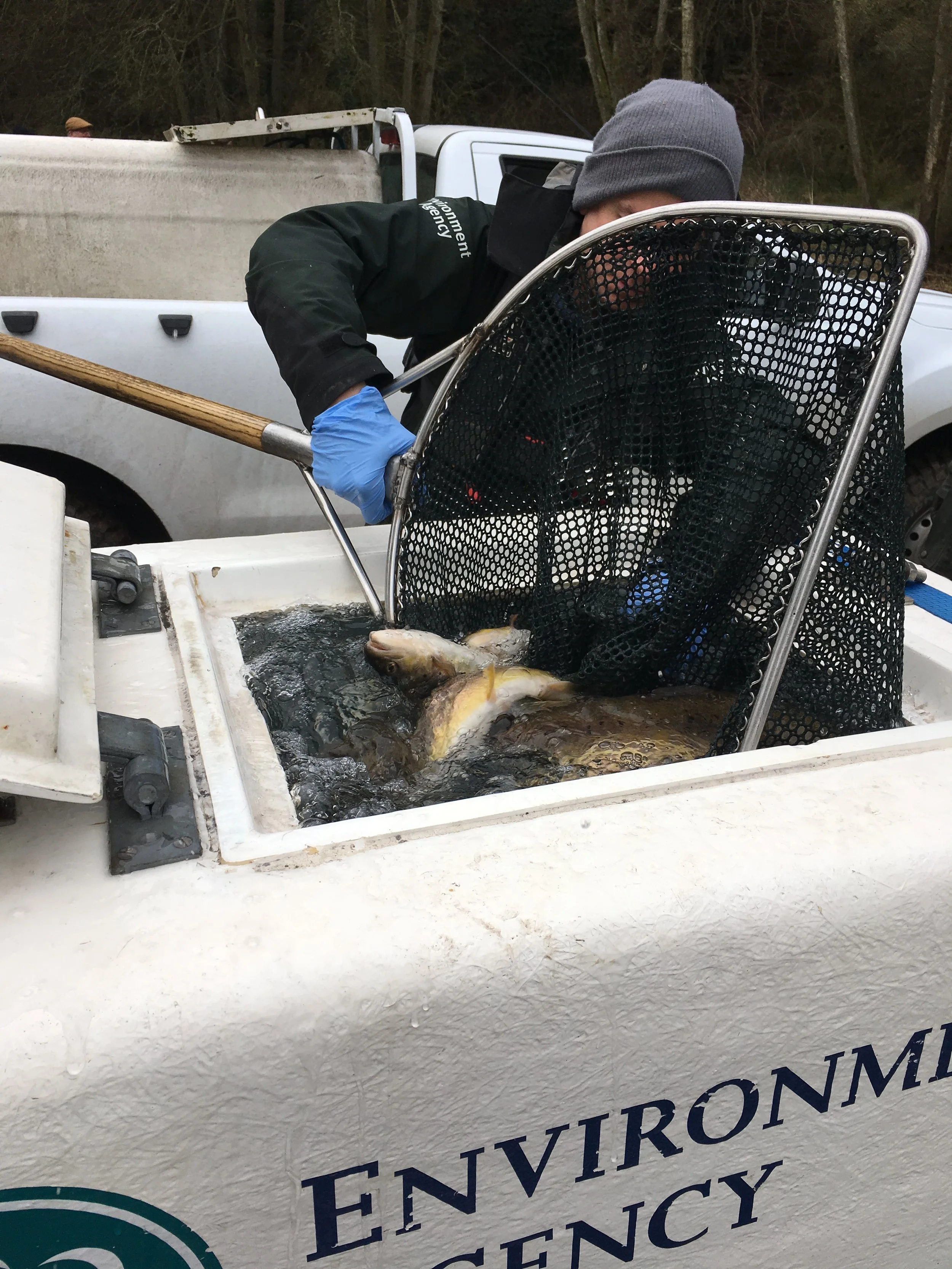 Ready for your first 3lb plus Brown Trout?