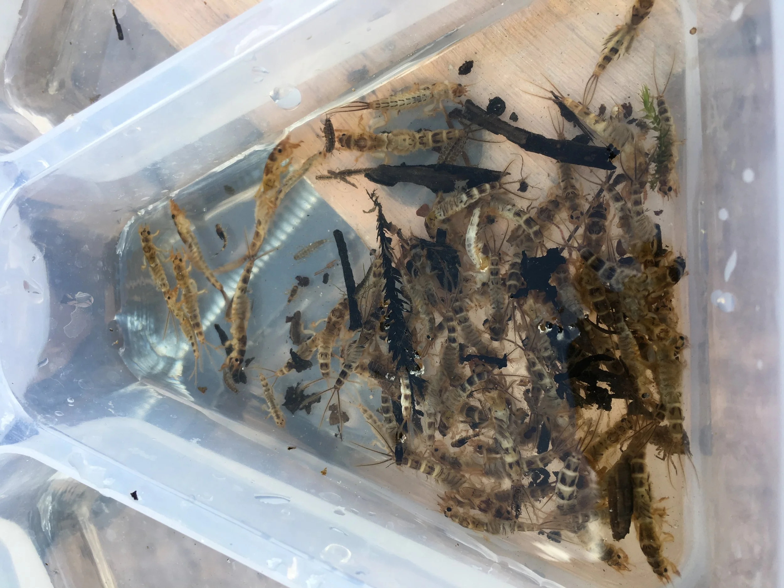 Indestructible insects