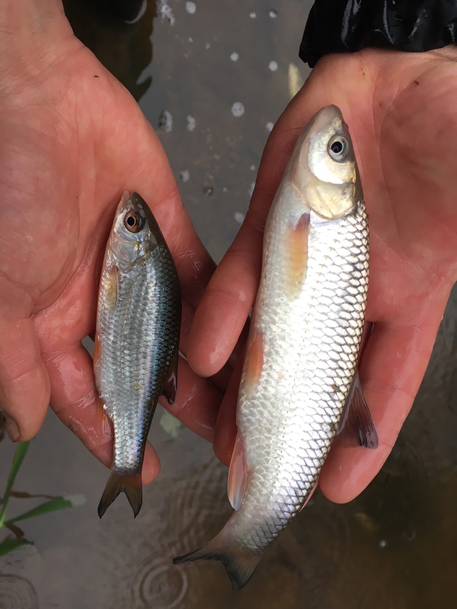  Roach (Left) and Chub (Right) 