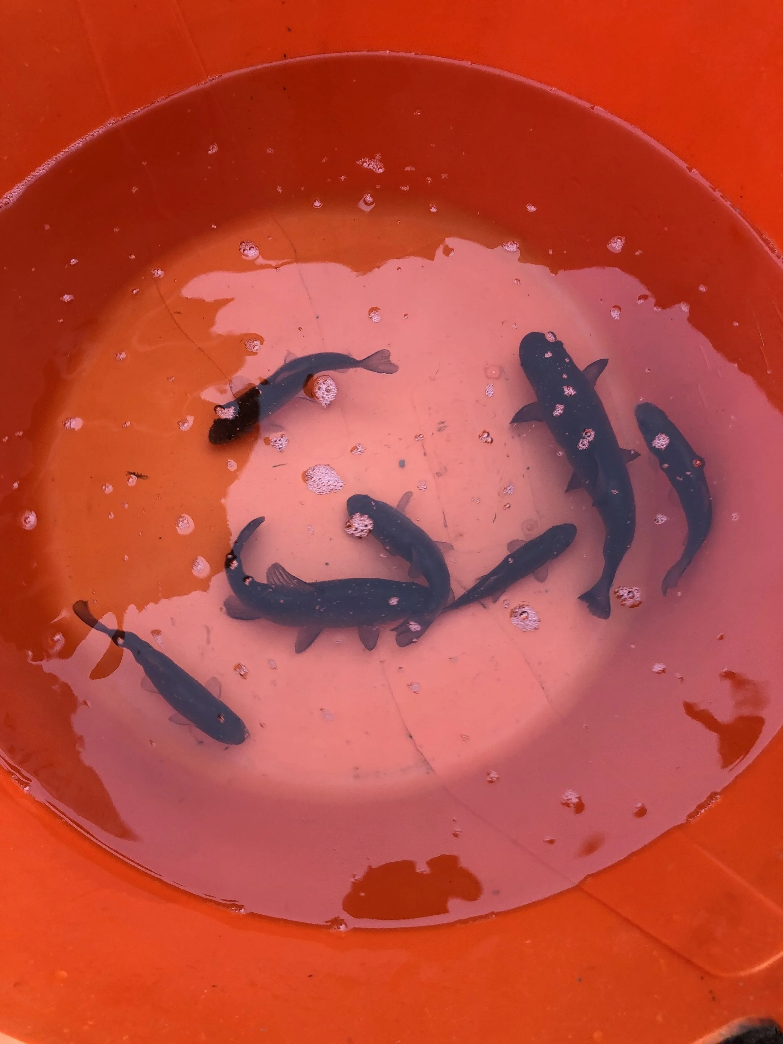 Tench join the Crucians at Taskers