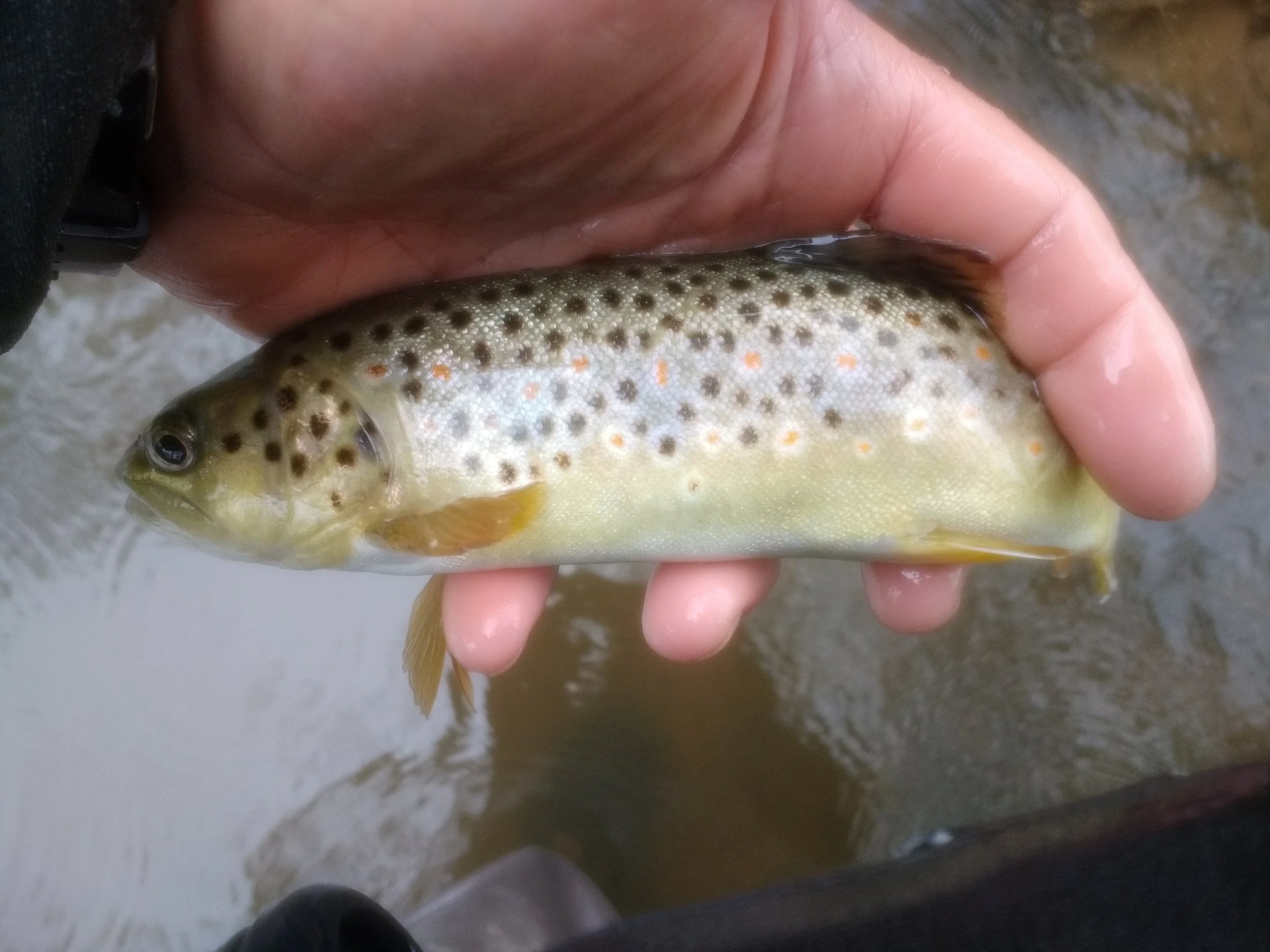 New feature - Catch Return summary