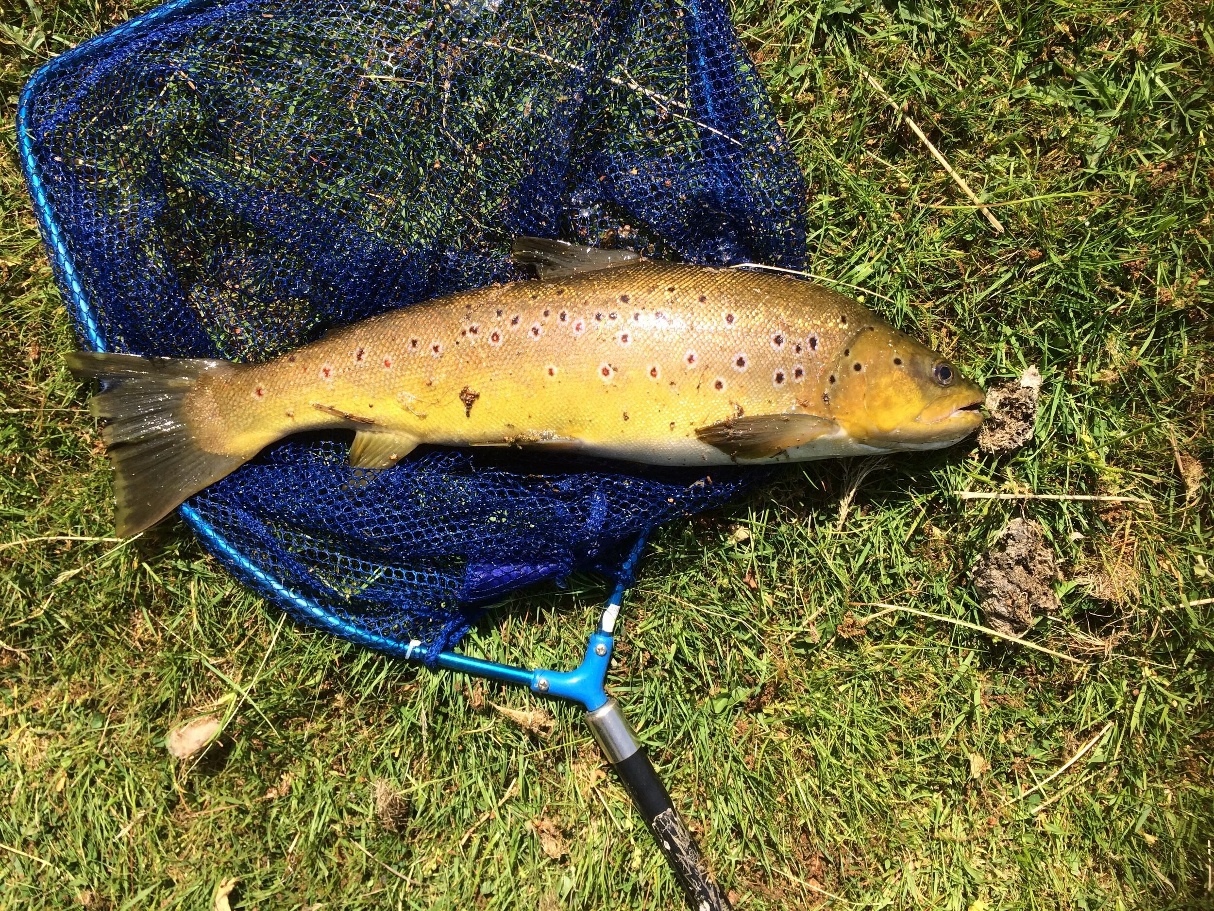 Monster trout gets the season underway