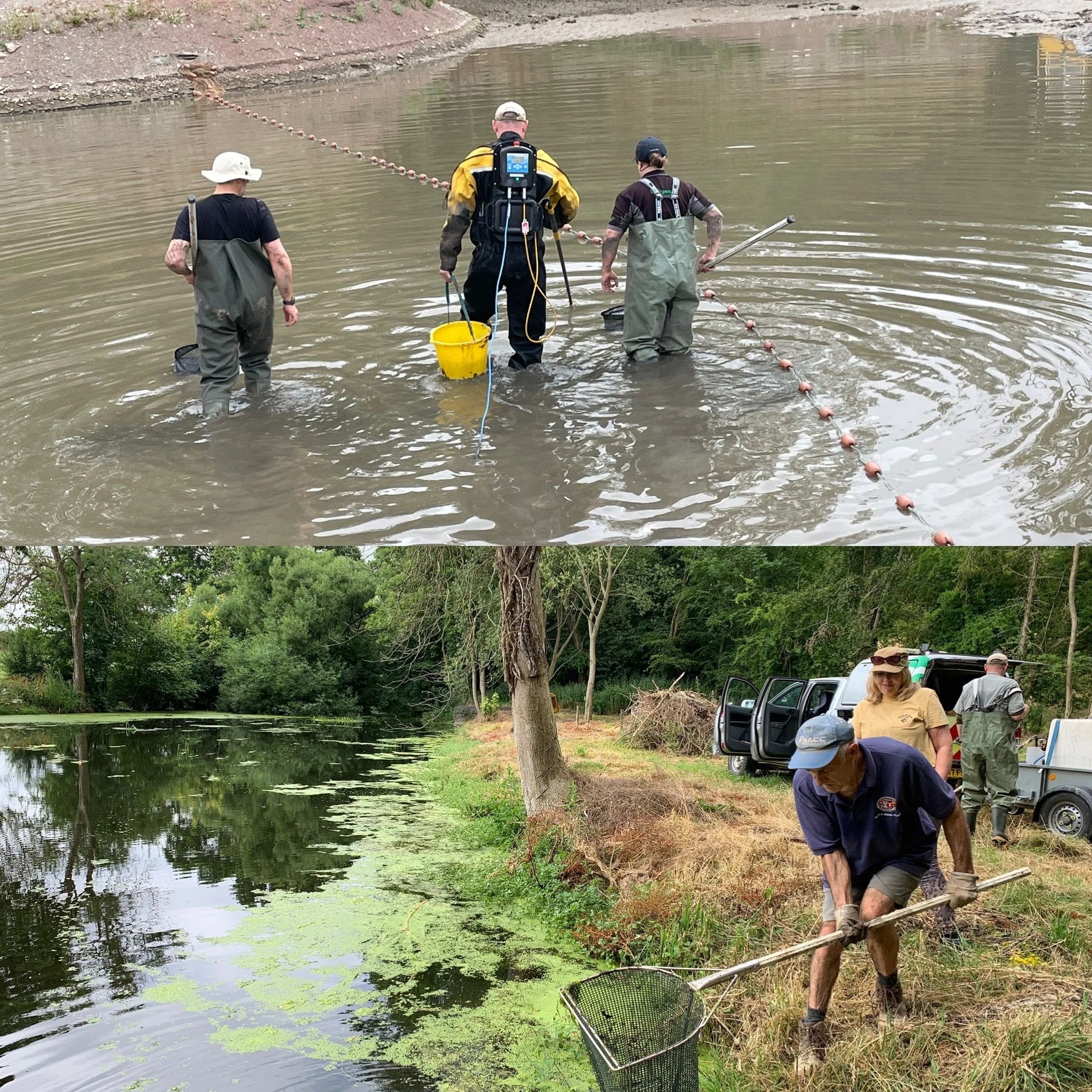 Taskers Fish rescue and birth of a new fishery
