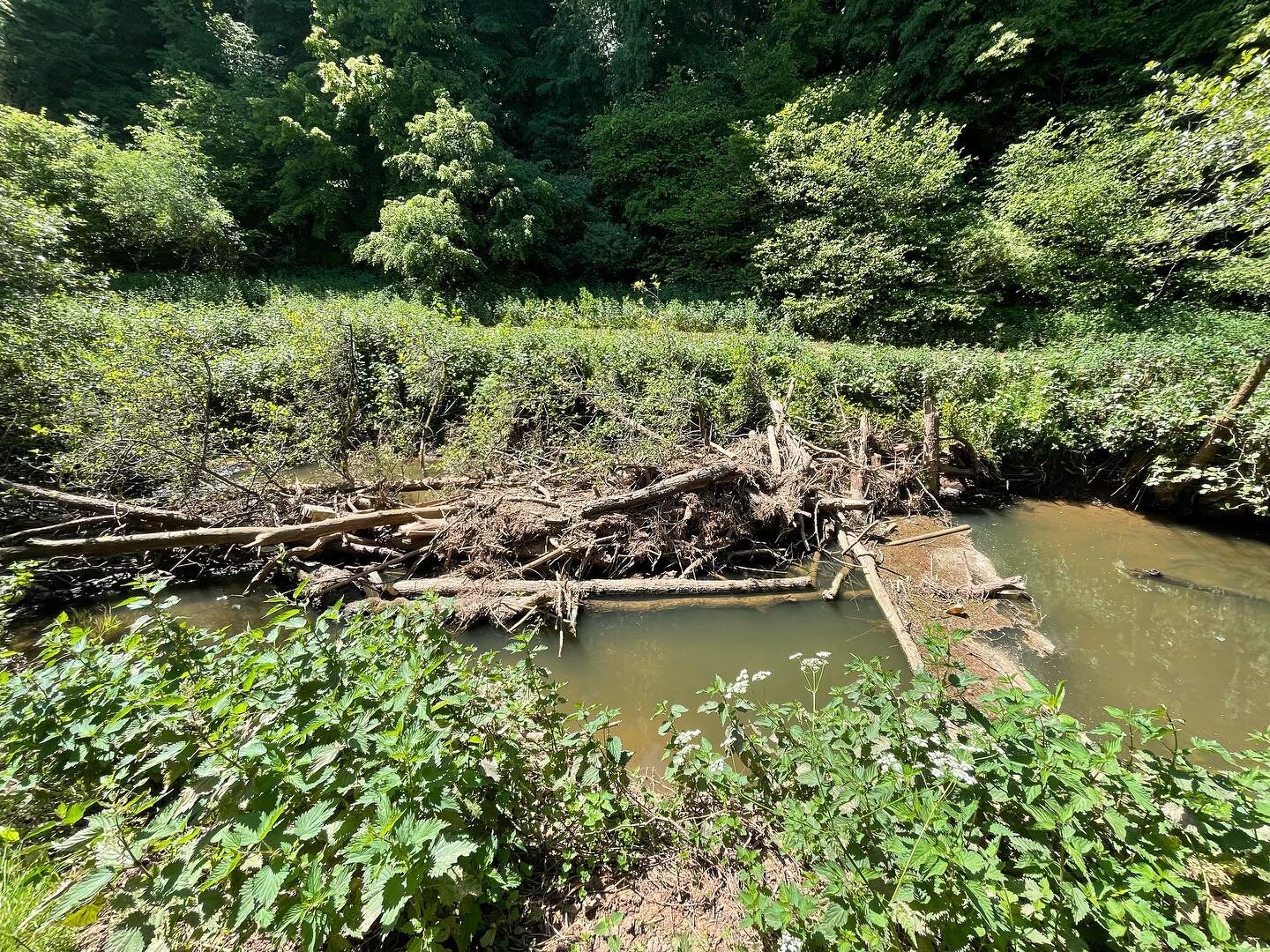 New funding win from the Environment Agency will finance tree felling of dead Alders and blockage clearance at Durbridge Mill. Check website blog for further details. https://www.gloucesteranglingclub.co.uk/blog/2023/8/10/new-funding-from-environment