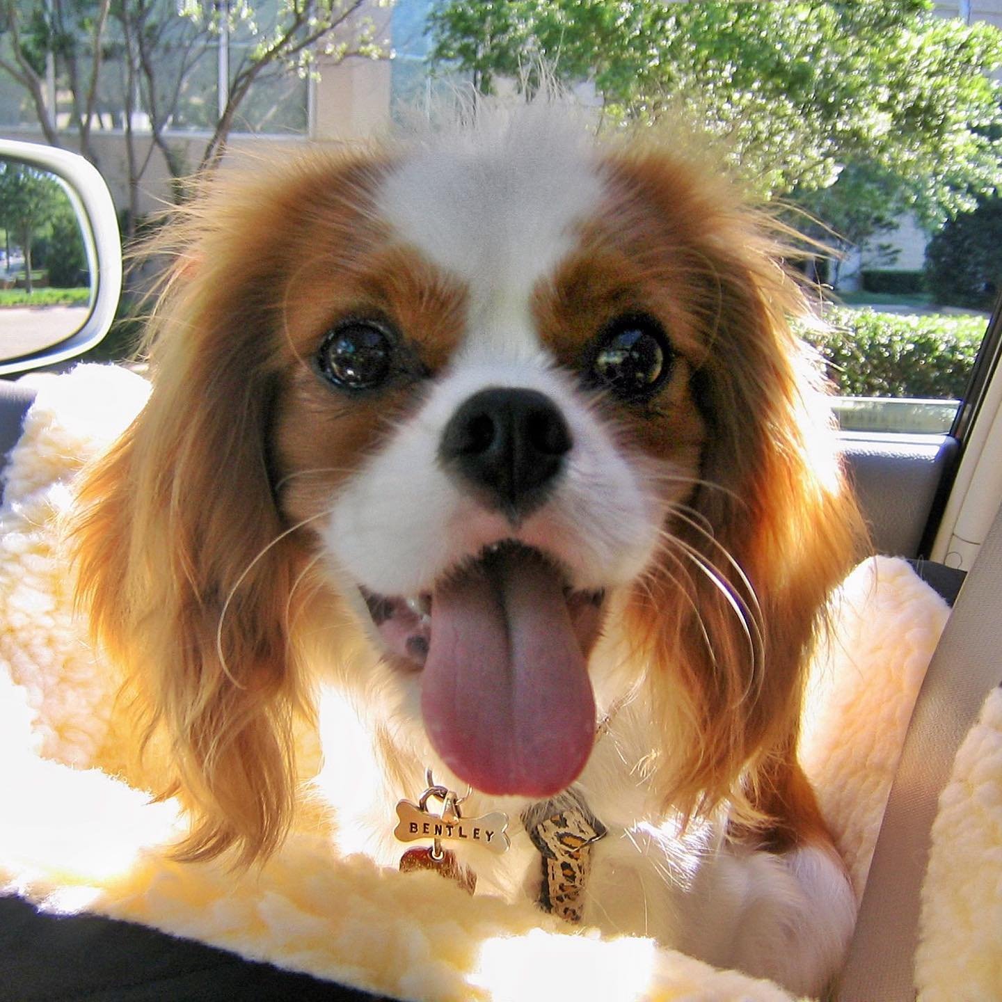 WHAT⁉️ He wanted to know where we were going? A showroom with treats 🙄? If we were there yet-when we literally just pulled out of our porte-coch&egrave;re?
#nationaldogday #Bentley named with a &ldquo;B&rdquo; in honor of my brother Brandon RIP💝. S