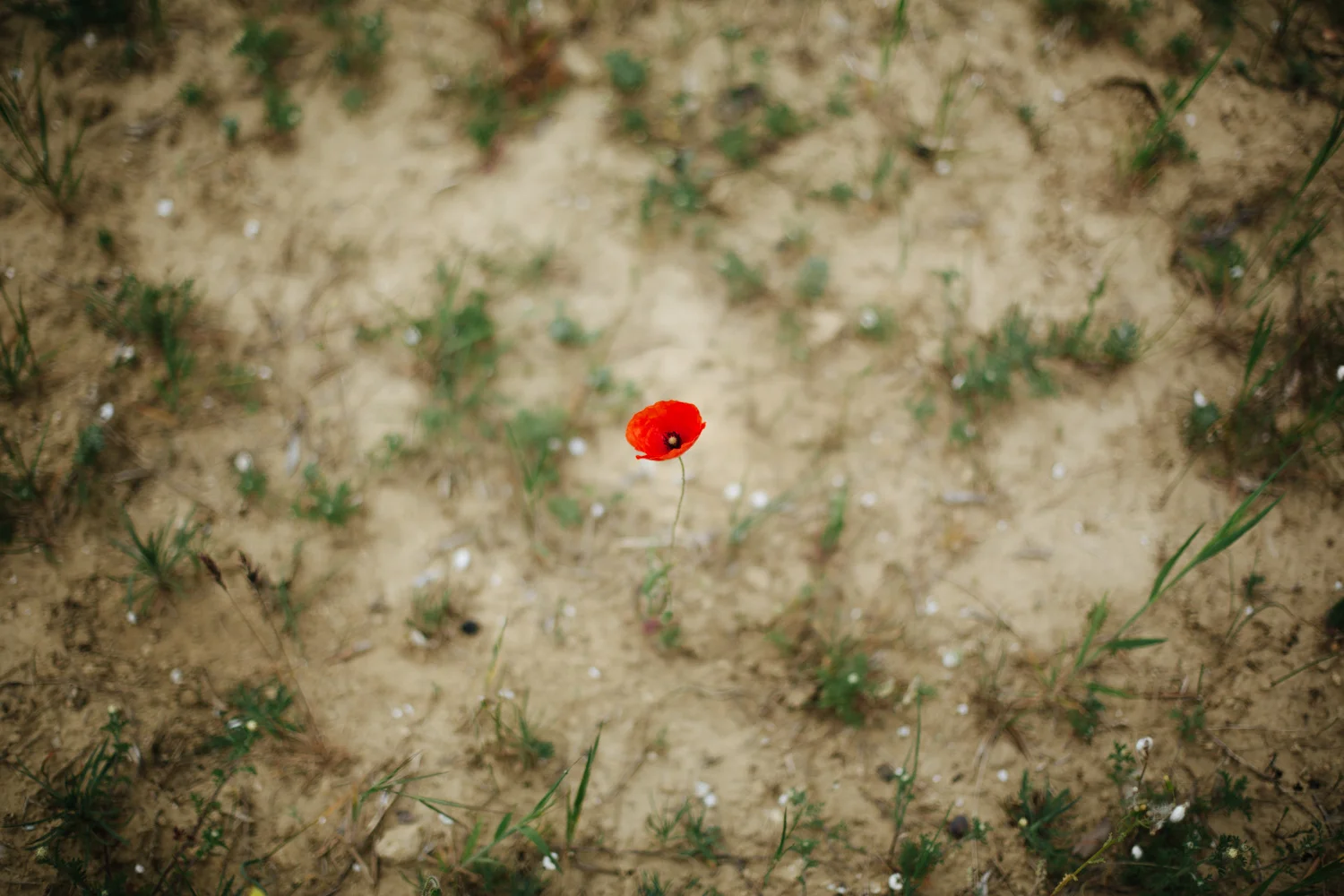5L9A1370-Edit.jpg