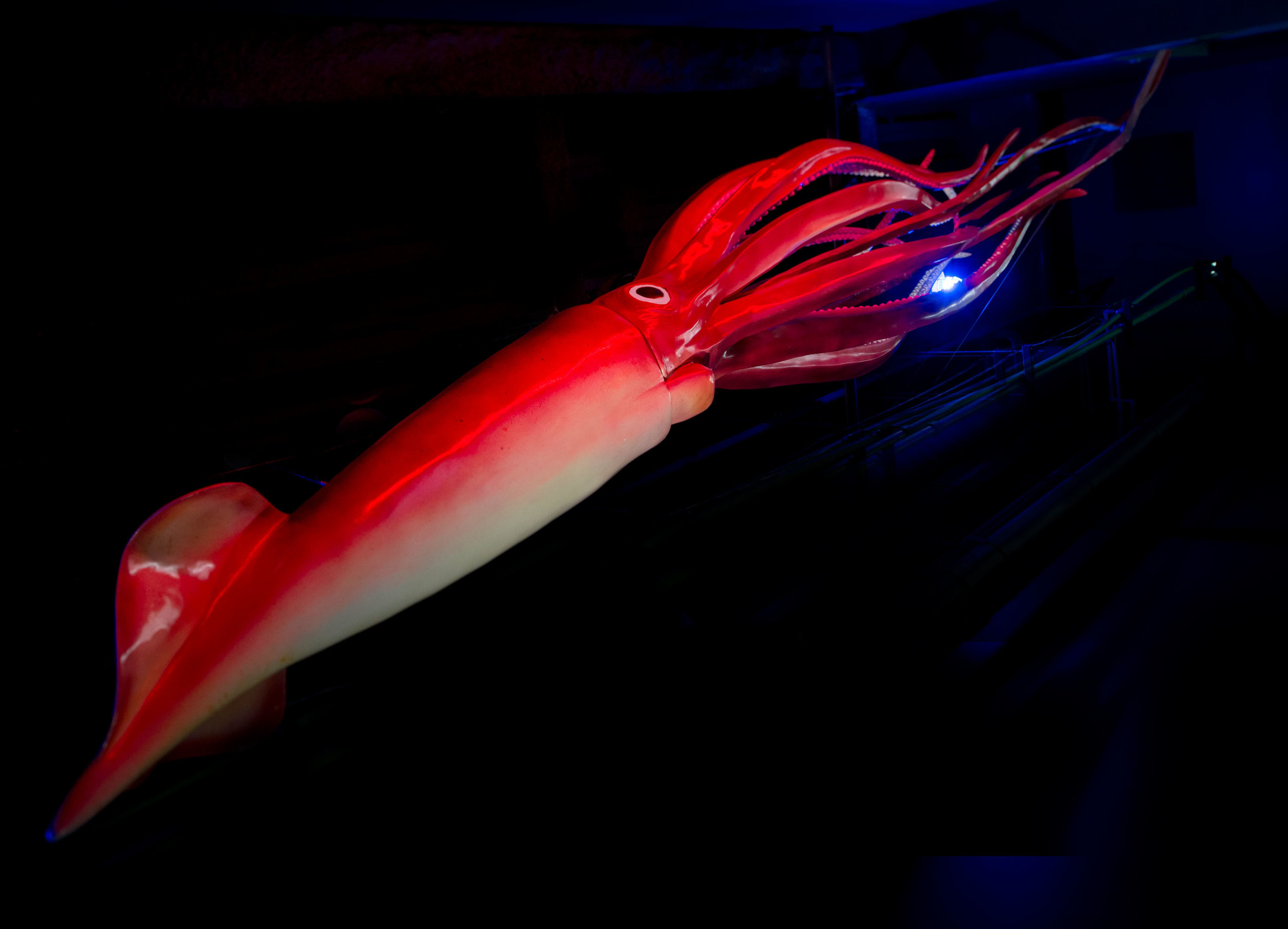 Giant squid installed (Copy)