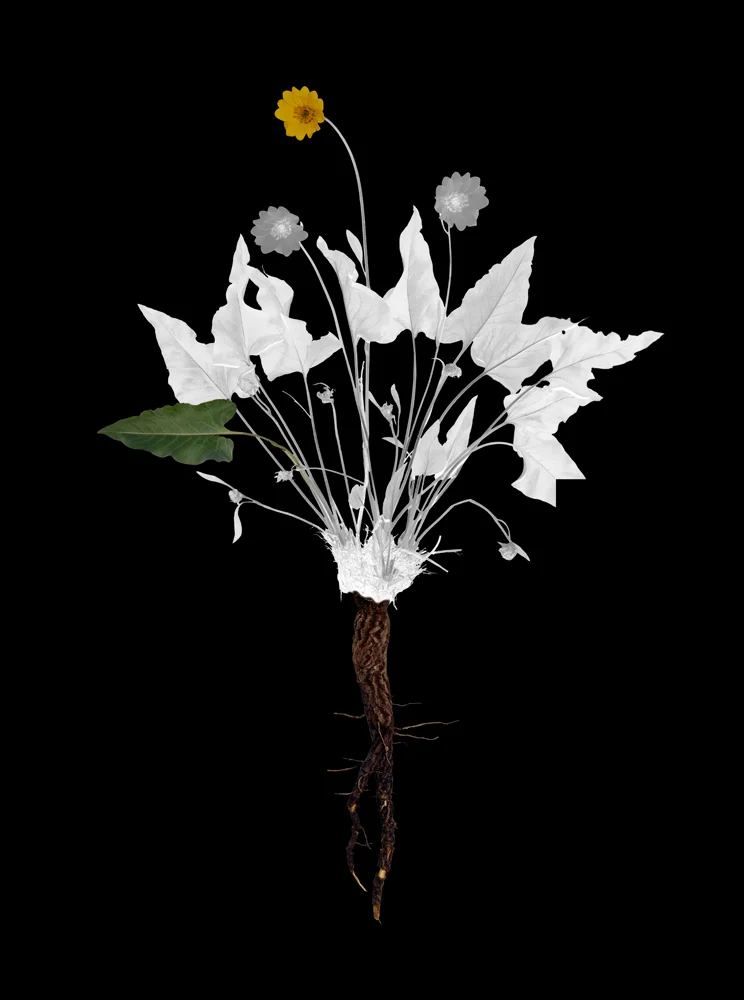 arrowleafplate2.jpg