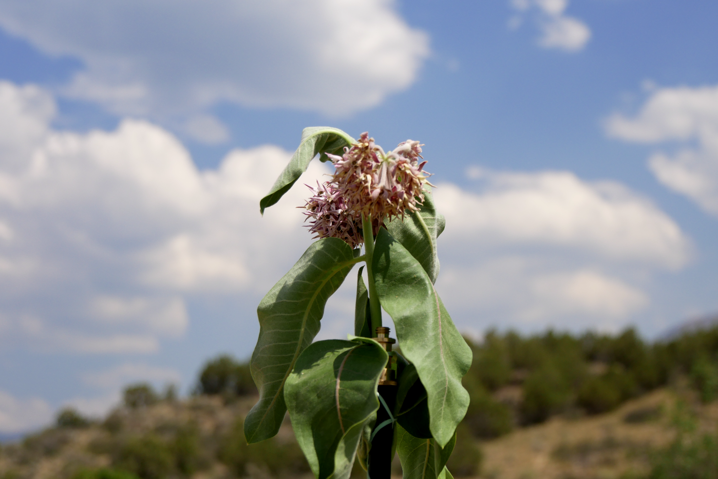 Shot lots of flowers along the ditch trail on Paonia Hill. This is wilting milkweed.