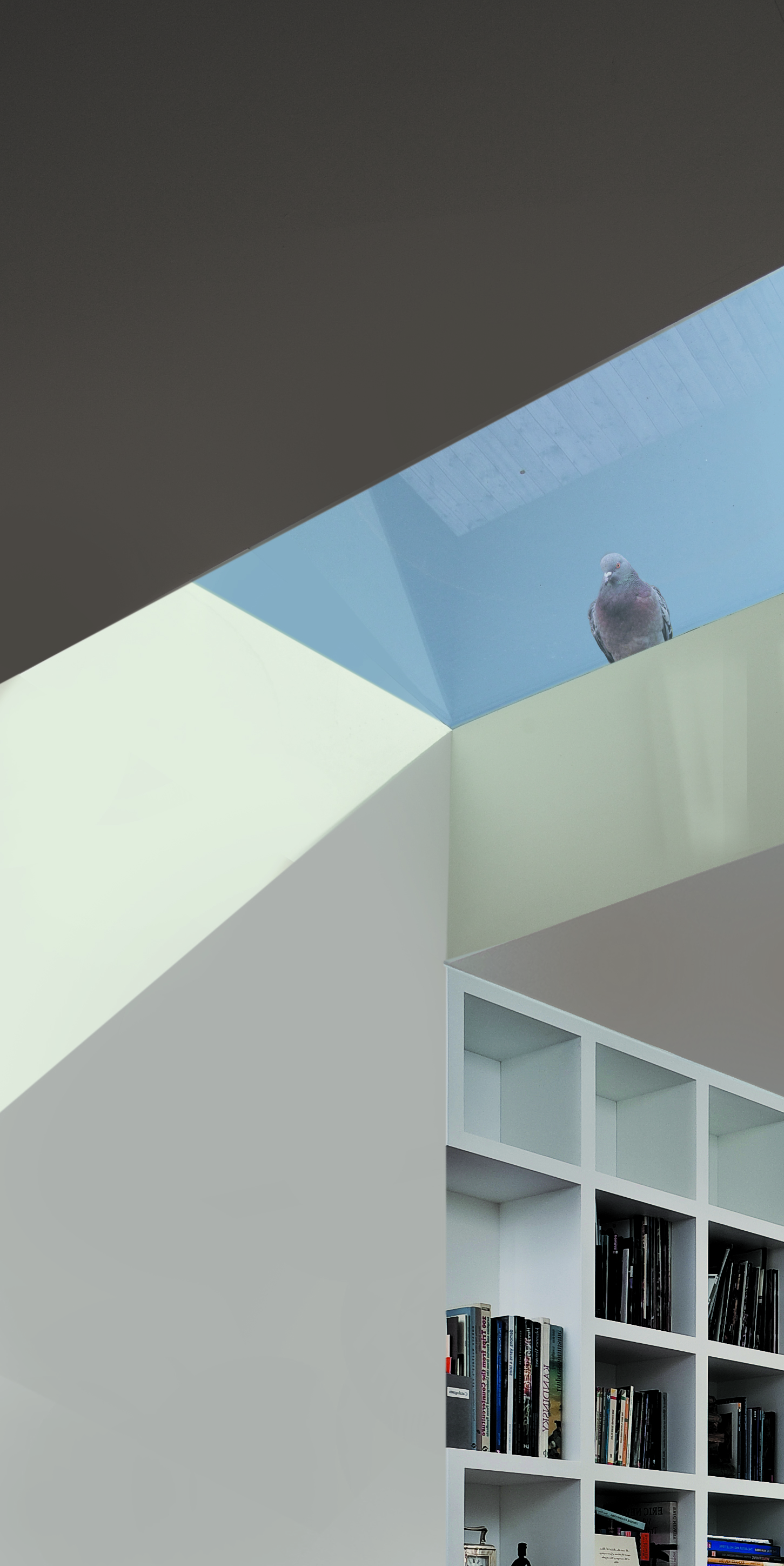 WTAD_rooflight with pigeon.jpg