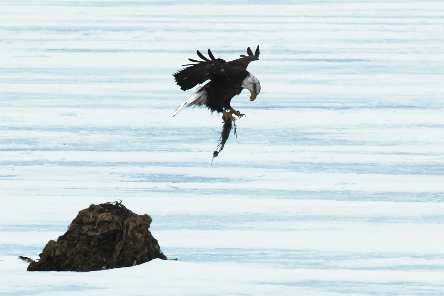 IMG_5896 - Bald Eagle Talons.jpg