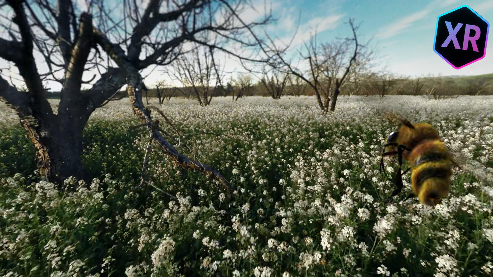 Häagen-Dasz | Honeybee VR