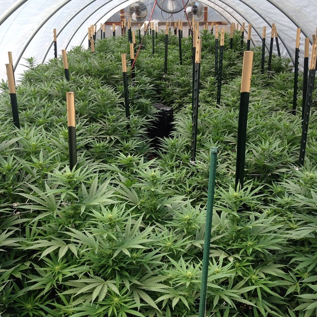 Greenhouse - summer 2015