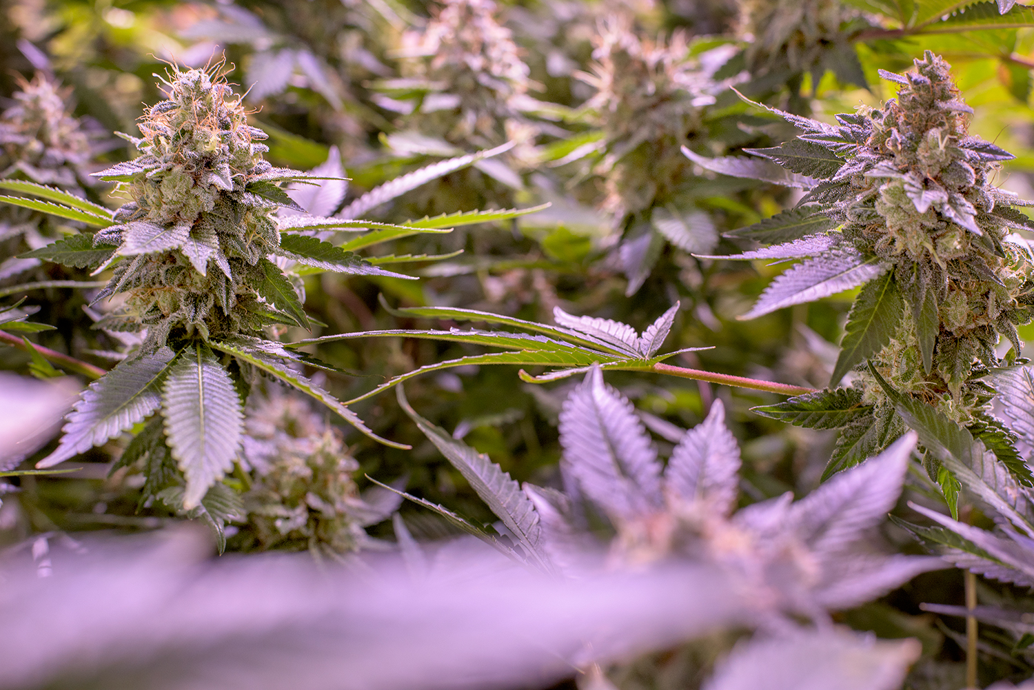 Super Silver Diesel