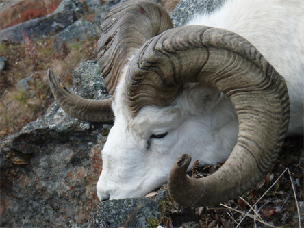 alaska-range-ram.jpg