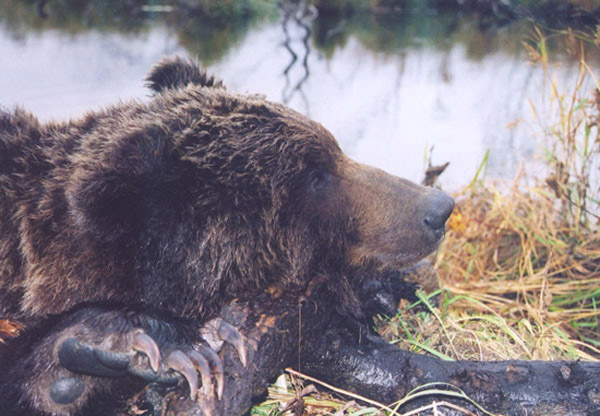 2003-bear1.jpg